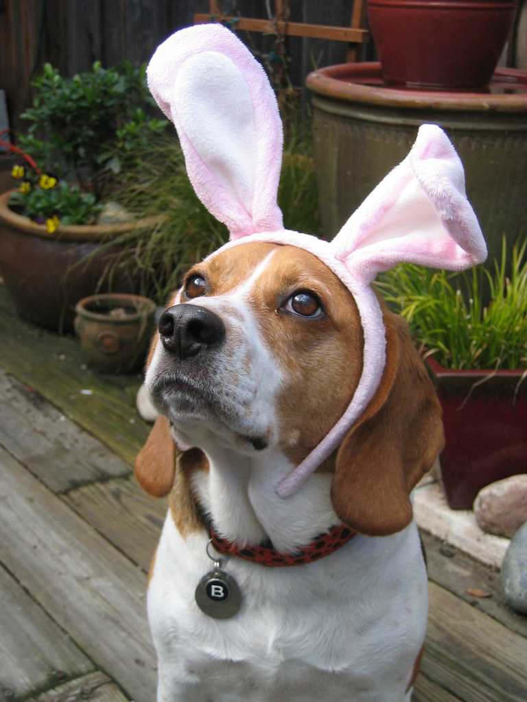 Eastern Shore Vet Hospital Hobart clinic dog cat